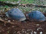 Riesenschildkroetenbulle Bei Der Paarung auf Galapagos