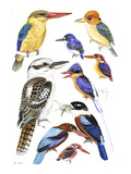Kingfisher V