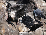 Meerechsen Und Moewe auf Galapagos