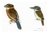 Kingfisher II