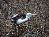 Moewe auf Galapagos