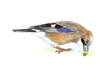 Jay