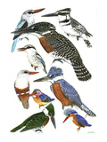 Kingfisher IV