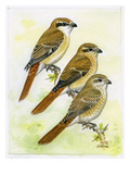 Isabelline Shrike