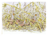Grey Partridge