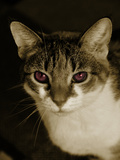 Devils Pussycat