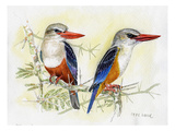Kingfisher III