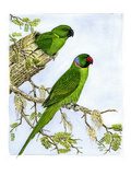 Maritius Paraskeet