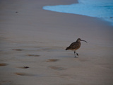 Strandschnepfe auf Galapagos