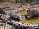 Riesenschildkroeten-Single Lonesome George mit Dame