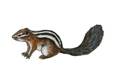Streifenhoernchen