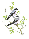 Lesser Grey Shrike