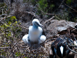 Fregattvogel-Nachwuchs im Nest auf Galapagos