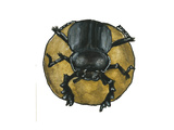 Scarabaeus