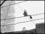 Sparrow Landing on Barbed Wire Atop the Berlin Wall