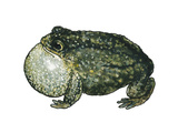 Ochsenfrosch