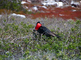 Fregattvogel auf Galapagos