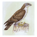 Honey Buzzard