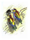 Bee Eater