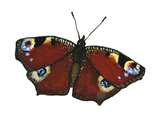 Tagpfauenauge