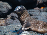 Seeloewen-Baby auf Galapagos
