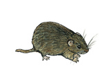 Maus