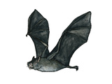 Vampir