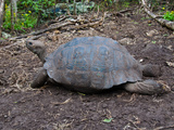 Riesenschildkroetenbulle auf Galapagos
