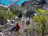 Fregattvogel Familie mit Nest