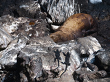 Meerechsen Und Seeloewe auf Galapagos