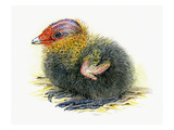 Coot Chick