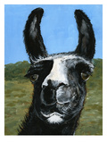 Tommy Llama
