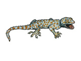 Gecko