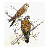 Kestrel