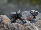 Meerechsen auf Galapagos