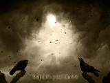 Return of the Crows