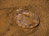 Qualle auf Galapagos