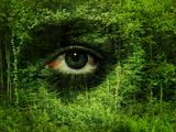 Soul of the Forest
