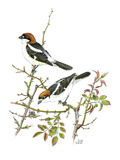 Woodchat Shrike