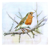 Robin