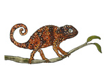 Chamaeleon