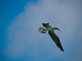Fliegender Toelpel auf Galapagos