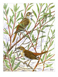 Nightingale