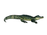Caiman