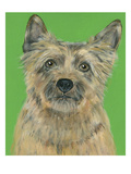 Cairn Terrier