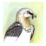 Lammergeier