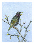 Starling