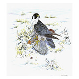 Peregrine Falcon