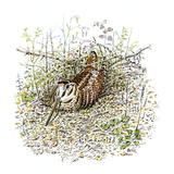 Woodcock