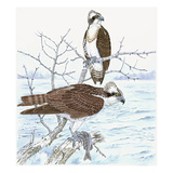 Osprey
